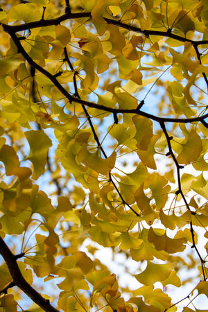 Texture of a Yellow Gingko Tree Creates a Striking Backgroundの写真素材