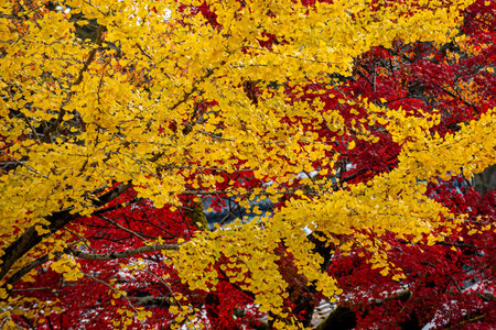 Yellow Gingko Tree Creates a Captivating Scene in the Gardens of Nanzenji Temple, Kyoto, Japanの写真素材