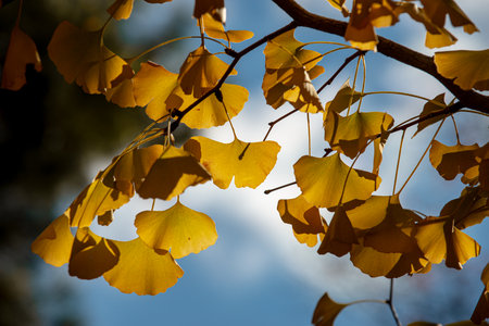 Texture of a Yellow Gingko Tree Creates a Striking Backgroundの写真素材