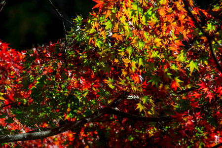 Background of Beautiful autumn leaves in Kyoto, JAPANの写真素材