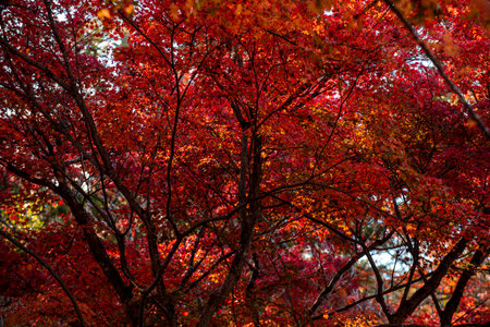 Background of Beautiful autumn leaves in Kyoto, JAPANの写真素材