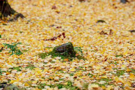 Golden Glow: Vibrant Ginkgo Leaves Paint the Autumn Floor in a Spectacular Display of Nature's Beautyの写真素材