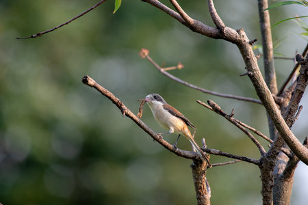 Female Burmese Shrike.  Its natural habitats are subtropical or tropical moist lowland forest and subtropical or tropical moist montane forest.の写真素材