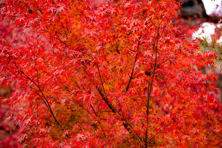 Background of Beautiful autumn leaves in Kyoto, JAPANの写真素材