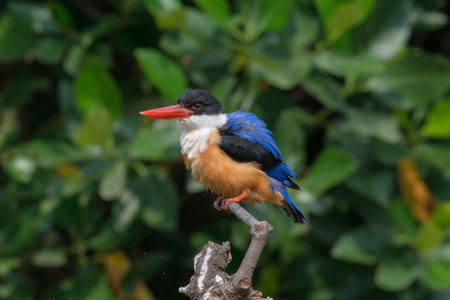Black-Capped Kingfisher, usually seen on coastal waters and especially in mangroves, it is easily disturbed, but perches conspicuously and dives to catch fish but also feeds on large insects.の写真素材