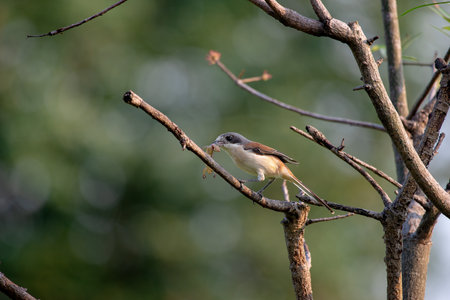 Female Burmese Shrike.  Its natural habitats are subtropical or tropical moist lowland forest and subtropical or tropical moist montane forest.の写真素材
