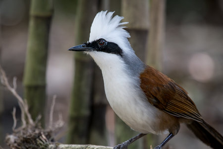 The White-crested Laughing Thrush is a bird species known for its distinct white crest and cheerful vocalizations. It is found in various regions of Asia and is recognized for its social behavior and playful natureの写真素材