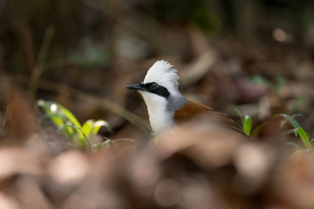 The White-crested Laughing Thrush is a bird species known for its distinct white crest and cheerful vocalizations. It is found in various regions of Asia and is recognized for its social behavior and playful natureの写真素材