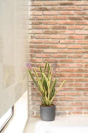 a beautiful arrangement of ornamental plants set against a backdrop of a brick wall, creating an aesthetically pleasing combination of natural and architectural elementsの写真素材