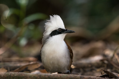 The White-crested Laughing Thrush is a bird species known for its distinct white crest and cheerful vocalizations. It is found in various regions of Asia and is recognized for its social behavior and playful natureの写真素材
