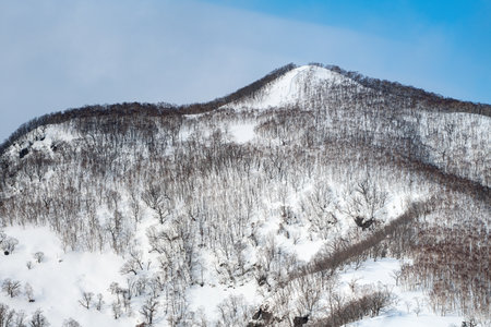 A stunning winter landscape in Rausu, Hokkaido, Japan, featuring snow-covered hills, bare trees, and dark forest lines, creating abstract patterns in a serene, remote mountain setting.の写真素材