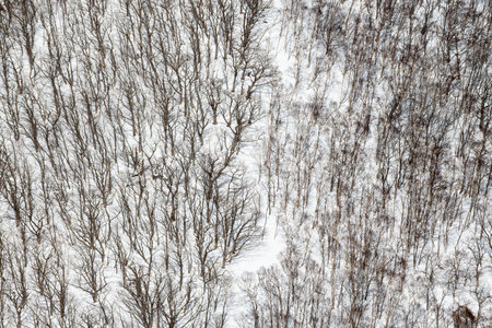 A stunning winter landscape in Rausu, Hokkaido, Japan, featuring snow-covered hills, bare trees, and dark forest lines, creating abstract patterns in a serene, remote setting.の写真素材
