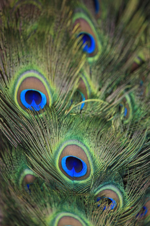 Peacock feathers