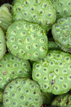 lotus seedの写真素材