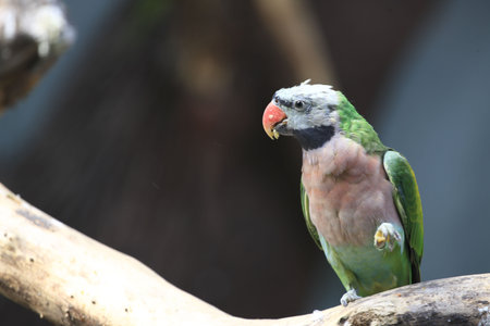 Parrotの写真素材