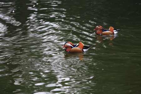 mandarin ducksの写真素材