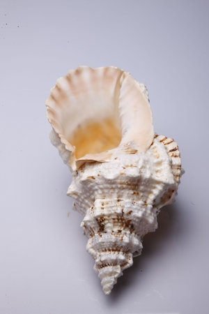 seashell