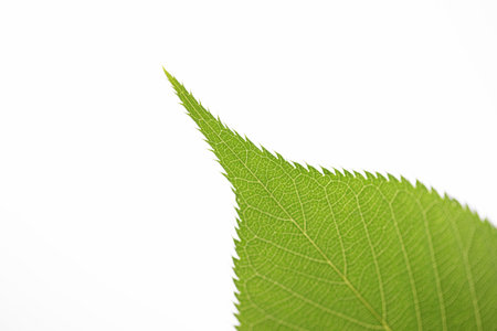 Leaves before a white backgroundの写真素材