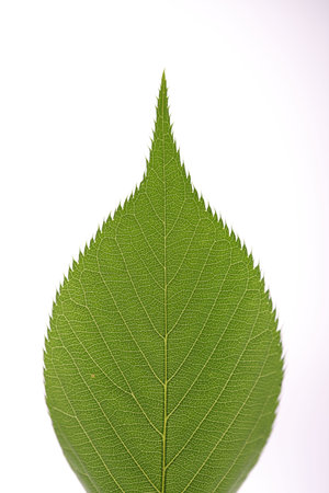 detailed green leaf on a white background 