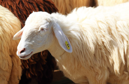 sheep farmの写真素材