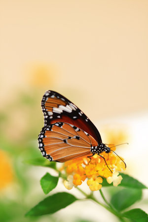 butterfly の写真素材