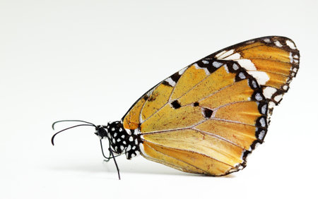 butterfly isolated on white backgroundの写真素材
