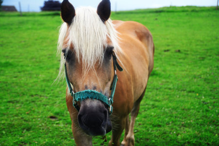 horseの写真素材