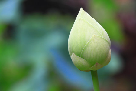Green Lotus の写真素材