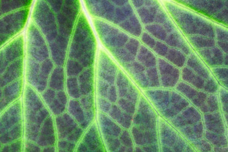 Leaf of a plant close up 