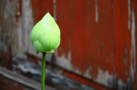 lotusの写真素材