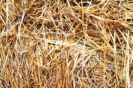 Straw texture backgroundの写真素材