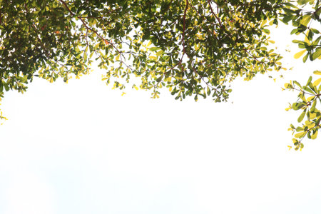 Green leaves on white backgroundの写真素材