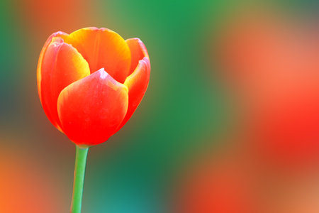 colorful tulipsの写真素材