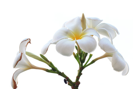 Frangipani flowers の写真素材