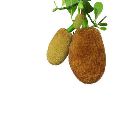 Green jack fruit on white background