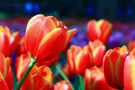 colorful tulips の写真素材