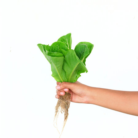 Hydroponic vegetable on hand isolate の写真素材