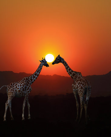 Giraffe sunsetの写真素材