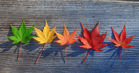 Maple-Leaf  on the treeの写真素材