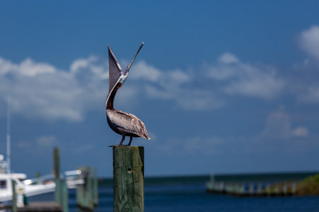 Pelican on Post with Mouth Open. Boats and ocean in background. High quality photoの写真素材