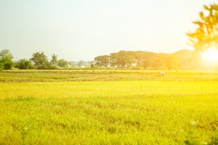Yellow rice fields, sunset in the eveningの写真素材