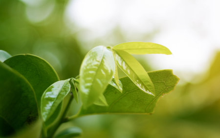 close-up natural view of green leaves on a blurred green background in the garden, with a copying...