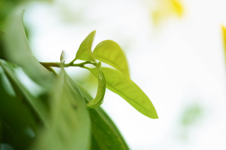 close-up natural view of green leaves on a blurred green background in the garden, with a copying...