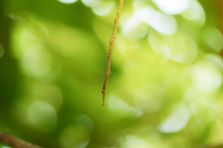 Green bokeh on nature defocus art abstract blur background