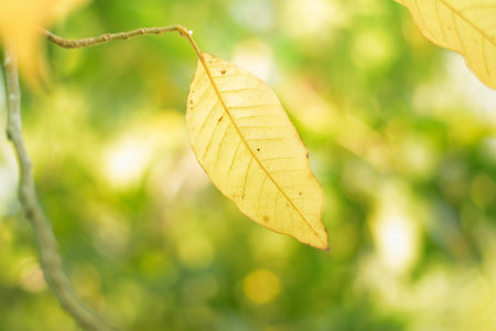 green bokeh leaveの写真素材