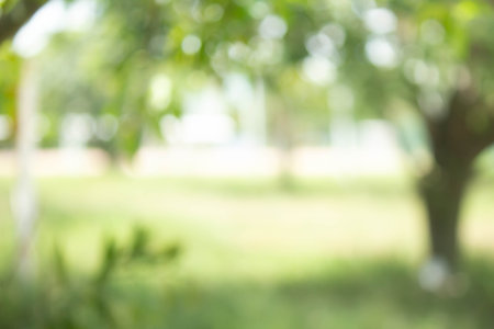 Natural green tree bokeh blur, lawn and trees, green background with beautiful lawn, shadow of bushes is smooth and clean grass with sunshine bokeh.の写真素材