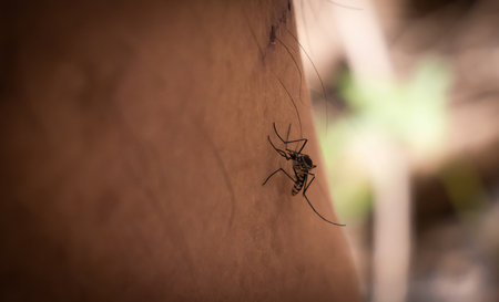 spider on the ground