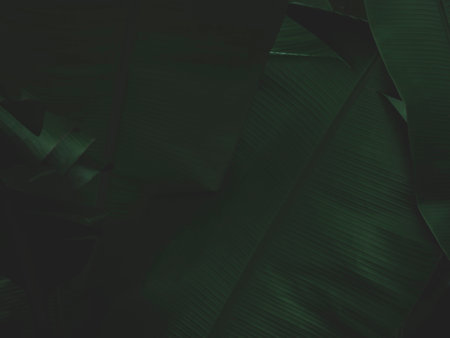 Dark green leaves in the rainforest nature backgroundの写真素材
