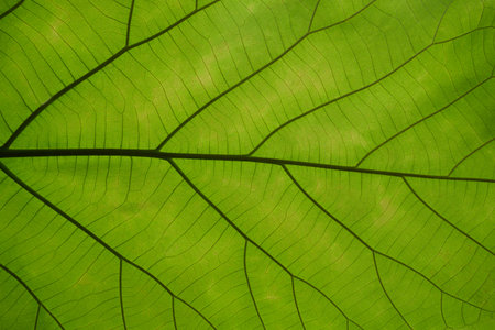 green cell structure texture of nature leaf backgroundの写真素材