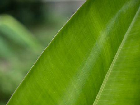 Green leaf texture for background